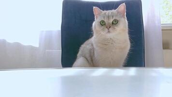 charming white shorthair cat, sits at a white table, with white curtains and looks around video
