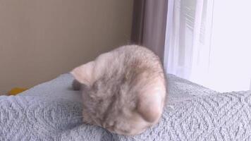 Cute white cat, lying on a knitted blanket, hunting for human hands moving under a blanket video