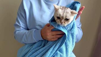 A woman wipes after bathing, a funny white British cat , wrapped in a blue towel video