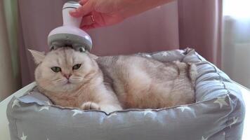 A womans hand massages the head of a white cat lying using an electric wireless device. video