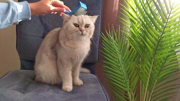 A womans hand in blue clothes combs a white British cat with a blue pet brush video
