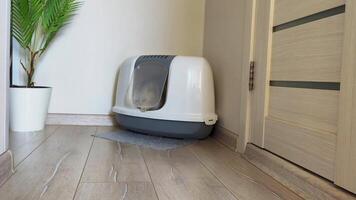 A beautiful white cat scratches the door of a large closed litter box with its paw and exits it. video