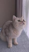 Funny of a white british cat, with big eyes, sits on knitting blanket in daylight video