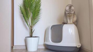 A white British cat sits on a large triangular plastic cat litter box, watching something below video