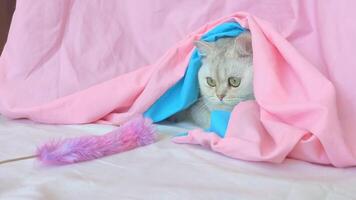 Cute white cat playing with a fluffy toy on a string, lying on the bed under a pink blanket. video