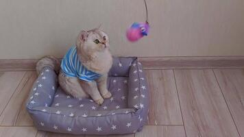 a lazy cute white British cat , does not want to play with a toy on a string. video