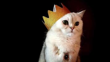 A cute calm white cat in a golden crown, sitting on an isolated black background, licks her lips. video