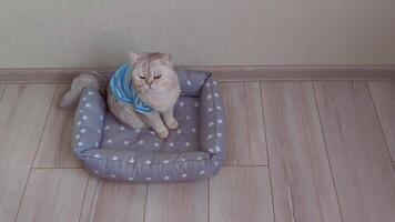 A calm cute white cat in a blue striped T-shirt, sitting on a gray soft pet bed lying on the floor. video