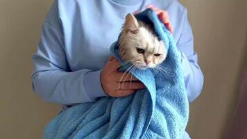 A owner wipes after bathing, a funny white British cat , wrapped in a blue towel video