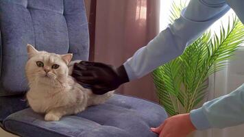 A owner in a black-blue glove combs a white British cat sitting on a soft blue armchair, at home video