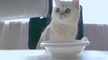 charming cat, sits at a white table, dry food is poured from a container, into a white bowl video