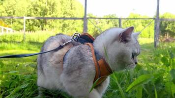 white cat walking in an orange harness on the grass in summer. video
