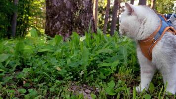 British white cat walking in an orange harness, among the trees. video