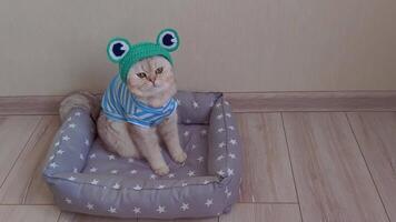 A cute white cat in a striped T-shirt and a hat in the form of a frog video