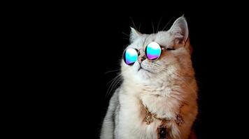 Studio portrait of a luxurious white cat in blue sunglasses and a gold ring, on a black background video