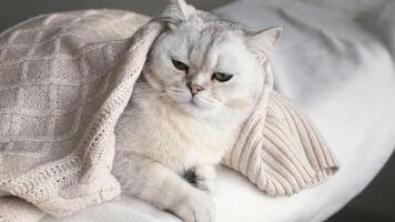 An adorable white cat lies on a white bed under a white knitted blanket video