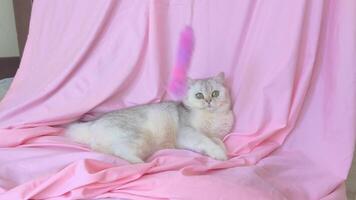Cute white cat playing with a fluffy toy on a string, lying on the bed video