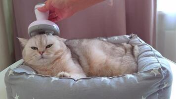 A white British cat lying on an animal litter at home is massaged using an electric wireless device. video