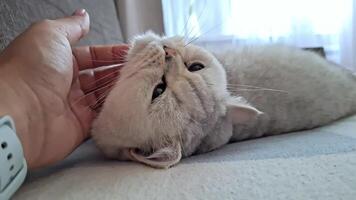 White cat enjoys the tender strokes of the chin with a female hand, in a home environment video