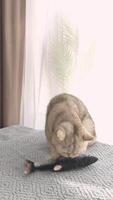 a white British cat is sitting on a knitted blanket playing with toy in the form of a fish video
