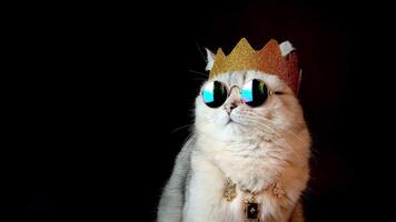 a white king cat wearing a golden crown sits on black background video