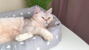 cat lying on a gray soft animal litter, at home, in daylight, getting ready to fall asleep video