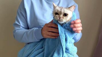 A girl in blue clothes, wiping a funny white wet cat, holding on her lap. video