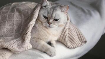 A white cat lies on a white bed under a white knitted blanket video