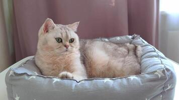 A beautiful calm white British cat, lying on a gray soft litter for animals, at home video