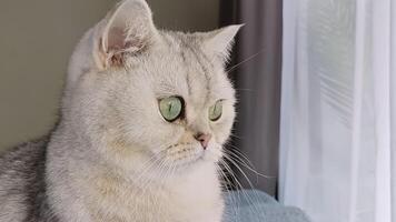The muzzle of a white british cat, with big eyes, close-up, in daylight video