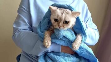 A girl in blue clothes, wiping a funny white wet cat with towel video