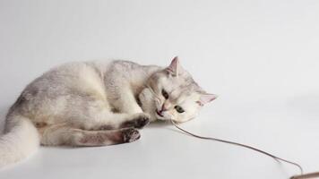 A playful white british cat plays with a toy mouse on a rope video