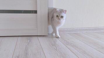 A playful white British cat peeks out from behind a white door and runs inside. video