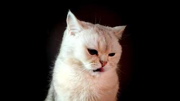A white cat with charming green eyes, sitting licking her lips, on an isolated black background video