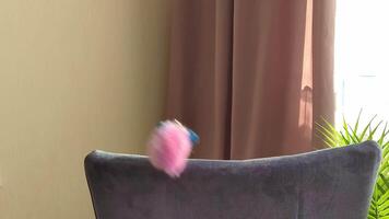 Funny white British cat playing with a pink toy on a string, peeking out from behind a chair video