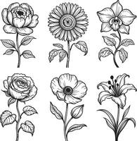Collection of six hand drawn floral illustrations in black and white line art style vector