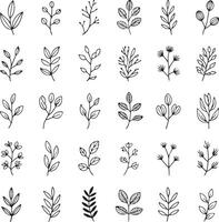 Collection of hand drawn botanical elements and delicate leafy branches vector