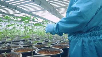 An expert in blue uniform random checks on young green cannabis ganja plant in pots. Gardening for growing crops. Medical Laboratory controls a humidity for a rich quality harvest. Data Collection and video