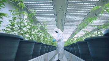 Active male scientists laboratory uniform randomly checks on seedling plants. Data Collection and Result Control. Medical Lab controls a humidity for quality harvest. Bio Agriculture Technology. video