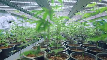 Expertise workers in protective uniform checks on seedling leaf plants. A Laboratory controls a humidity an insect for quality harvest. Data Collection Result Control. Alternative Medical Industry video
