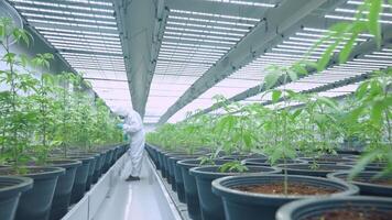 Data Collection and Result Control. A white laboratory unifrom worker in lab randomly checks on young top green plant pots inside indoor farming room. Alternative medical cannabis industry video