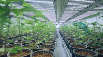 Candid through a young green pot plant, expertise working in laboratory cannabis field. Scientist monitoring humidity and insects control of healthy plants. Alternative Medical Industry Production. video