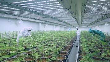 An expertise workers in laboratory coat monitoring humidity control for a young healthy plants in small pots. Commercial organic cannabis grow up production. Alternative quality medical hemps video