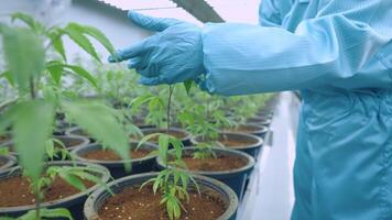Data Collection Result Control. Closeup a male scientists hands in laboratory uniform checks on seedling pot. Medical Laboratory controls humidity for rich quality harvest. Bio Agriculture Technology. video