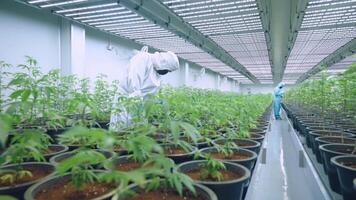 Specialist workers in protective uniform checks on seedling leaf plants. Farm Lab controls humidity and insect for quality future harvest. Data Collection Result Control. Alternative Medical Industry. video