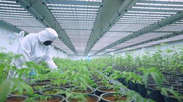 Specialist employees in uniform examin seedling leaf potted plants. Farm Lab controls humidity insect for a quality future harvest. Data Collection Result Control. Alternative Medical Industry. video