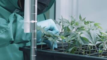 Farm worker checking on water level of a young seedling plants in laboratory field. Expertise employee hands monitoring humidity insects in a modern control room. Alternative Medical Hemp Production. video