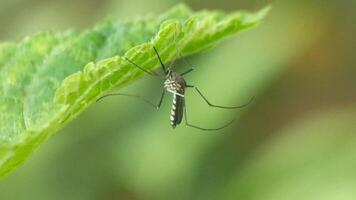 Macro footage showing a mosquito perched under a fresh green leaf. Detailed view shows striped legs and slender body. Nature insect photography for science, environment, or health topics. video