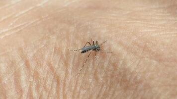 Short clip of a mosquito actively feeding on a person's skin. Captures the subtle movements and the insect's anatomy during blood ingestion. video