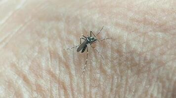 Macro footage showing a mosquito landing on human skin, extending its proboscis, and drawing blood. Clear details of the biting process. video